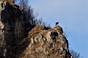 58 Zoom su un camoscio che mi osserva da un cocuzzolo del Castel Regina